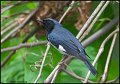 _0SB0191 black-throated blue warbler